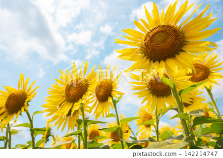 Sunflower in the blue sky Sunflower in the blue sky 142214747