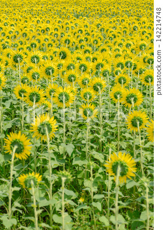 Sunflower in the blue sky Sunflower in the blue sky 142214748