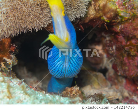 帶狀鰻魚喉部的特寫 帶狀鰻魚喉部的特寫 142214756