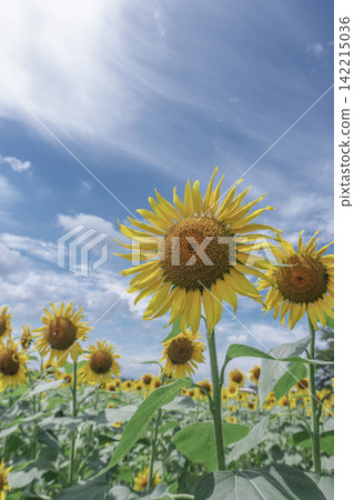 A field of sunflowers blooming against a blue sky, a vertical composition looking up at the summer sky. A field of sunflowers blooming against a blue sky, a vertical composition looking up at the summer sky. 142215036