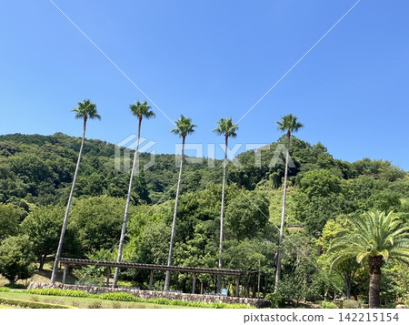 棕櫚樹和綠色的山丘在藍天下綿延展開。 棕櫚樹和綠色的山丘在藍天下綿延展開。 142215154