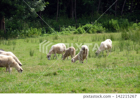 A herd of sheep grazing on sunny meadow in the countryside Plesivica in continental Croatia A herd of sheep grazing on sunny meadow in the countryside Plesivica in continental Croatia 142215267
