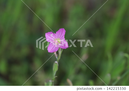 Pink evening primrose flowers blooming by the roadside in spring Pink evening primrose flowers blooming by the roadside in spring 142215330