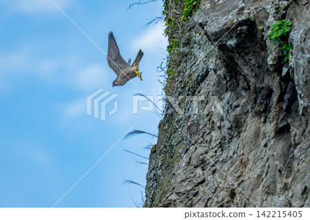 A peregrine falcon living in Shonan: The moment a young bird leaves the nest and takes flight. A peregrine falcon living in Shonan: The moment a young bird leaves the nest and takes flight. 142215405