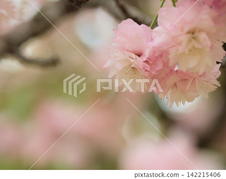 The beautiful pink cherry blossoms of Omura in April. The beautiful pink cherry blossoms of Omura in April. 142215406