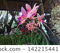 A vibrant pink orchid blooming among the trees 142215441