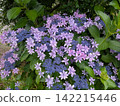 Hydrangeas that bloom with purple and blue flowers 142215446