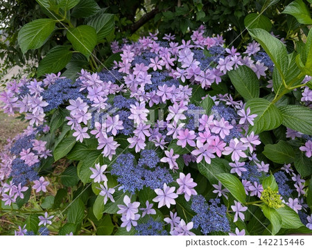 Hydrangeas that bloom with purple and blue flowers Hydrangeas that bloom with purple and blue flowers 142215446