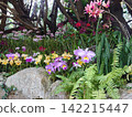 Orchid flowers blooming in vibrant colors beneath the trees 142215447