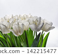 White tulip flowers blooming in spring closeup on white. 142215477