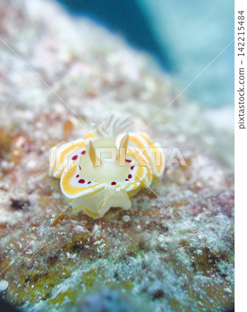 A red-spotted sea slug on pink coral. A red-spotted sea slug on pink coral. 142215484