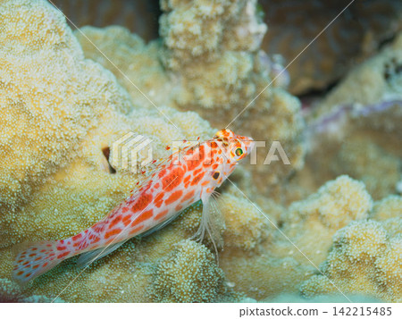 一條鷹魚棲息在珊瑚礁上。 一條鷹魚棲息在珊瑚礁上。 142215485