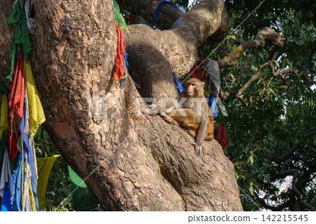 尼泊爾加德滿都寺廟裡的猴子:野生動物與祈禱的場景。 尼泊爾加德滿都寺廟裡的猴子:野生動物與祈禱的場景。 142215545