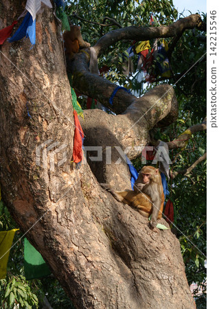 Monkeys at a temple in Kathmandu, Nepal: A scene of wildlife and prayer. 142215546