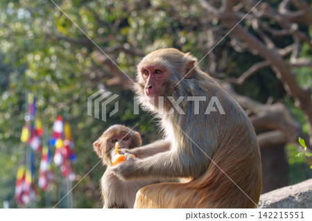 Monkeys at a temple in Kathmandu, Nepal: A scene of wildlife and prayer. Monkeys at a temple in Kathmandu, Nepal: A scene of wildlife and prayer. 142215551
