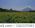 Mount Kaimon, sunflowers, and a train 142215583