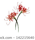 red spider lily 142215640