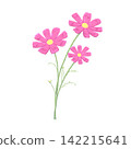 Pink Cosmos 142215641
