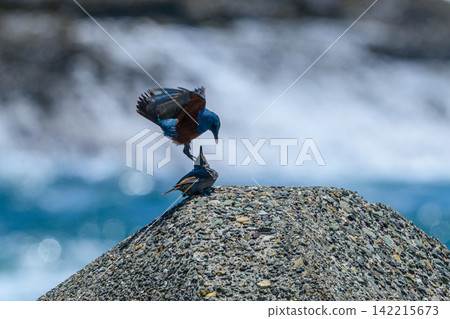 Courtship behavior of a Blue Rock Thrush on Enoshima Island: The male takes flight. 142215673