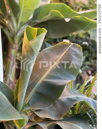 Tropical banana leaves with sunlight creating natural green patterns for soothing background Tropical banana leaves with sunlight creating natural green patterns for soothing background 142215709