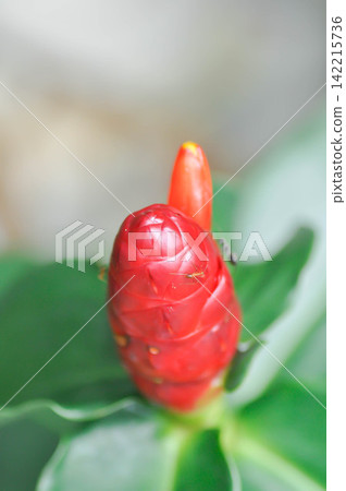 Costus speciosus, Crape ginger or Malay ginger or Spiral flag or Cheilocostus speciosus, Costaceae or Cane reed or red flower Costus speciosus, Crape ginger or Malay ginger or Spiral flag or Cheilocostus speciosus, Costaceae or Cane reed or red flower 142215736