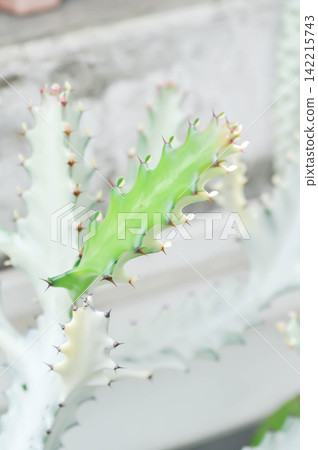 Euphorbia lactea white ghost or Euphorbia or Euphorbia mayurnathanii variegated ,Euphorbia lactea or white plant Euphorbia lactea white ghost or Euphorbia or Euphorbia mayurnathanii variegated ,Euphorbia lactea or white plant 142215743