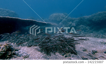 Close-up to a group of striped eel catfish (Plotosus lineatus) feeding along the sandy seafloor. Wildlife sighting in Dauin, Philippines Close-up to a group of striped eel catfish (Plotosus lineatus) feeding along the sandy seafloor. Wildlife sighting in Dauin, Philippines 142215887