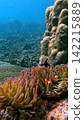 Two ocellaris clownfish (Amphiprion ocellaris) nestled among the tentacles of giant caribbean sea anemone (Condylactis gigantea) with the view of the blue expanse in the background. Dauin, Philippines 142215889