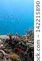 Two tomato clownfish (Amphiprion frenatus) swimming among bubble-tip anemone (Entacmaea quadricolor) while school of fish swims in the distant background creating a breathtaking underwater scene. Daui 142215890