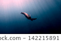 Silhouetted geen sea turtle (Chelonia mydas) diving into the blue depths as rays of sunlight filter through, creating an ethereal whimsical underter scene. Dauin, Philippines 142215891