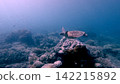 Wide view of a rare green sea turtle (Chelonia mydas) swimming over a coral reef with the soft light filtered in the hazy glittering water during a phytoplankton bloom. Dauin, Philippines 142215892