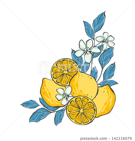 Corner botanical arrangement with yellow lemons, citrus slices, white flowers and blue leaves. Original hand drawn illustration Corner botanical arrangement with yellow lemons, citrus slices, white flowers and blue leaves. Original hand drawn illustration 142216079
