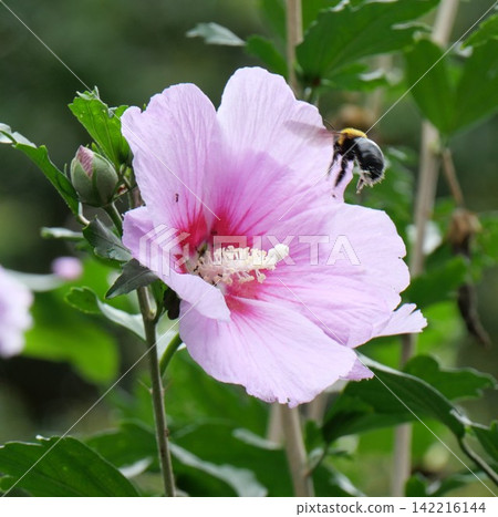 Bumblebees flying around hibiscus flowers Bumblebees flying around hibiscus flowers 142216144