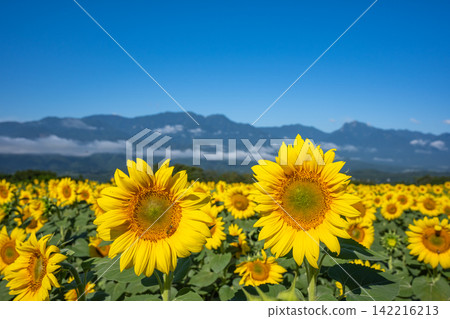 [Yamanashi Prefecture] Scenery of sunflowers and blue sky 142216213