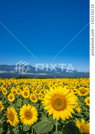 [Yamanashi Prefecture] Scenery of sunflowers and blue sky 142216218