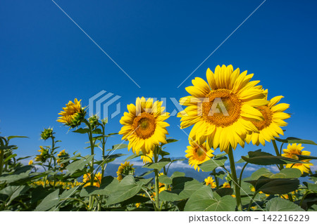 [Yamanashi Prefecture] Scenery of sunflowers and blue sky 142216229