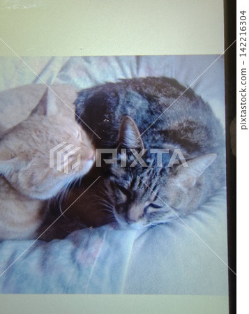 Hokkari cat Hokkari cat 142216304