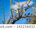 Plum blossoms in spring (Yushima Tenjin Shrine) 142216432