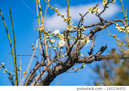Plum blossoms in spring (Yushima Tenjin Shrine) 142216432