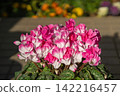 Spring sunshine and pink cyclamen 142216457