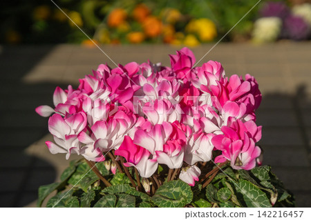 Spring sunshine and pink cyclamen Spring sunshine and pink cyclamen 142216457