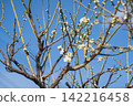 Yushima Tenjin's white plum 142216458