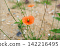 危險的花：長頭罌粟 142216495