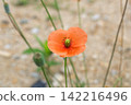 危險的花：長頭罌粟 142216496