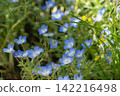 The arrival of spring and the lovely nemophila flowers 142216498