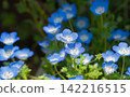 Blue nemophila flowers in spring 142216515