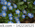 Nemophila flowers blooming in the spring garden 142216525