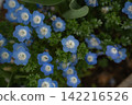 Nemophila flowers add color to spring. 142216526