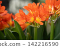 Clivia flowers blooming in dense clusters 142216590