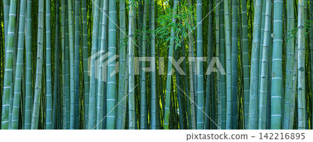 Bamboo forest creating tranquil natural background 142216895